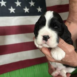 Hooper is avalable - Black and white male English Springer Spaniel puppy in Bonner Springs, Kansas from Springers Of Oz