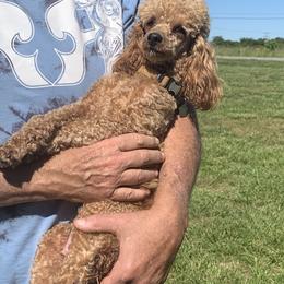 Baby - Poodle