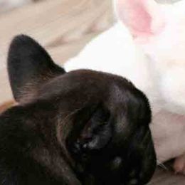 French Bulldog Puppies from Encore French Bulldogs