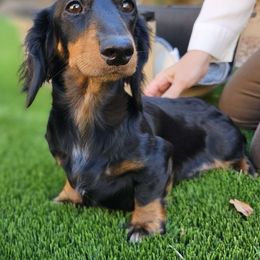 Sophie - Dachshund