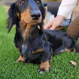 Sophie - Dachshund