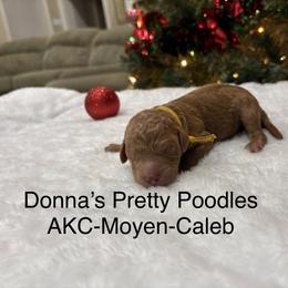 Kaleb - Red  male Poodle puppy in Vilonia, Arkansas from Donna’s Pretty Poodles