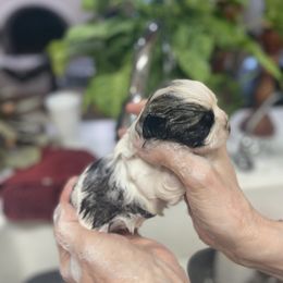 Shih Tzu Puppies from Willow Lane Shih Tzus