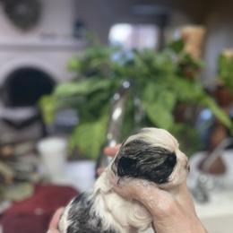 Shih Tzu Puppies from Willow Lane Shih Tzus