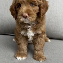 Australian Labradoodle Puppies from Sweet Home Labradoodles