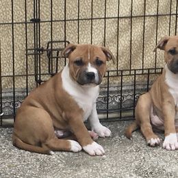 Staffordshire Bull Terrier Puppies from Rockstaff Staffords