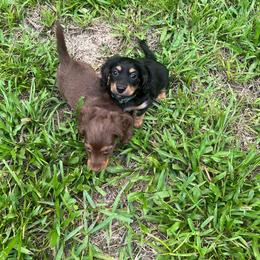 Dachshund and French Bulldog Puppies from Trust Fund Devil Kennel