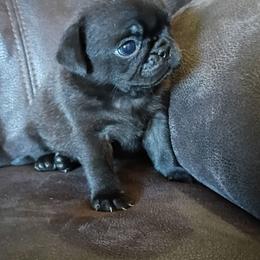 Jenna - Black female Pug puppy in Fall Creek, Wisconsin from Heartville Pugs
