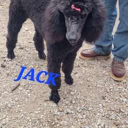 Jack - Sheepadoodle