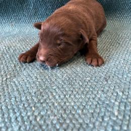 Brownie - Red & white male Australian Shepherd puppy in Whitwell, Tennessee from Owl Hollow Farm