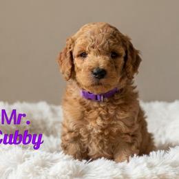 Mr. Cubby - Apricot male Goldendoodle puppy in Sacramento, California from Dandy Doodles Goldendoodles