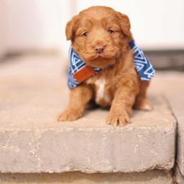 Glaze - male Australian Mountain Doodle puppy in Spanish Fork, Utah from Little Puppy Co.