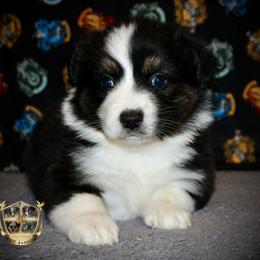 Tootsie pop - Black tri female Miniature Australian Shepherd puppy in El Dorado Springs, Missouri from HP Aussie Kennels