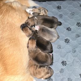 Girl 2 - Sable female American Corgi puppy in Tallahassee, Florida from Koko's Korgis