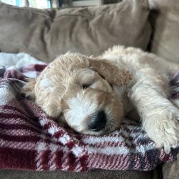 Goldendoodle Puppies from Hilltop Goldendoodles