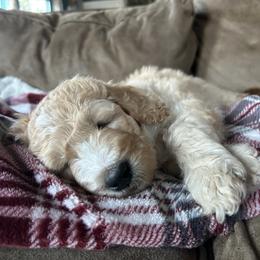 Goldendoodle Puppies from Hilltop Goldendoodles