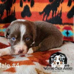 Boy 4 - Red tri-color male Australian Shepherd puppy in Harpers Ferry, Iowa from Wexford Creek Aussies, LLC