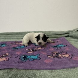 Roxy - Blue speckled female Australian Cattle Dog puppy in Concrete, Washington from Back Country Cattle dogs