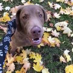 Chesapeake Bay Retrievers from Sleepy Hollow Chesapeakes