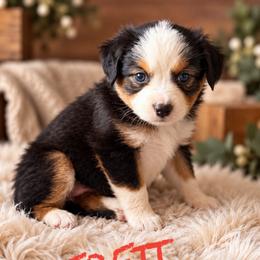 Everett - Black tri female Toy Australian Shepherd puppy in Sanger, California from Flying M Cactus Ranch Buddies