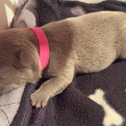 Pink Girl - Blue female French Bulldog puppy in Republic, Missouri from Ritchie’s Frenchies