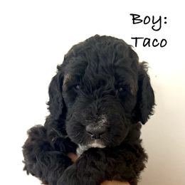 White Boy - Taco - Black and white male Bernedoodle puppy in Moulton, Alabama from Triple W Doodles
