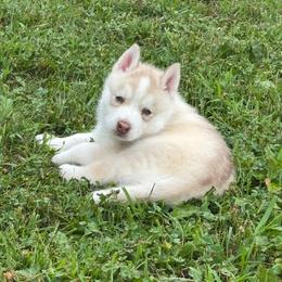 Girl 1 - Gold - Sable and white female Siberian Husky puppy in Independence, Wisconsin from Hito's Huskies