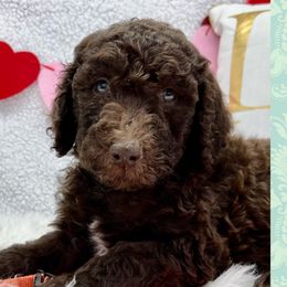 Boy 5 - Aussiedoodle puppy in Leitchfield, Kentucky from Salt River Kennels