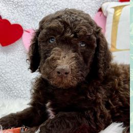 Boy 5 - Aussiedoodle puppy in Leitchfield, Kentucky from Salt River Kennels