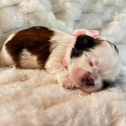 Blossom - Tricolor female Shih Tzu puppy in Sebring, Florida from Amarilys ShihTzus & Poodles