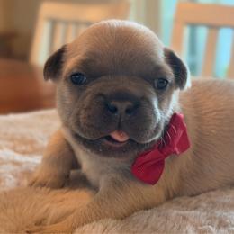 Paddington - Blue fawn male French Bulldog puppy in Hudsonville, Michigan from Willow Farm