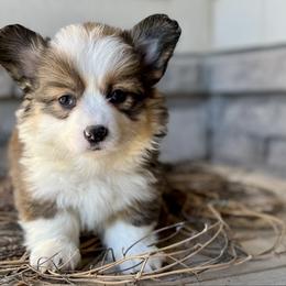 Pumpkin-Pink collar female - Sable female Pembroke Welsh Corgi puppy in Benjamin, Utah from Nuna’s  Corgis