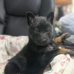 Mr Blue - Black and tan male German Shepherd puppy in Berlin, Wisconsin from Gypsy Miracle Kennels