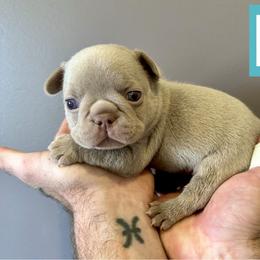 French Bulldog Puppies from The French Bulldog Company LLC