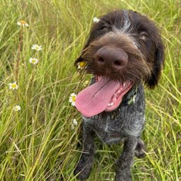Louie - Liver and white male German Wirehaired Pointer puppy in Oregon City, Oregon from German Wirehaired Versatility Dogs