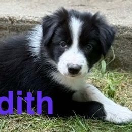 Point Judith - Black and white female Border Collie puppy in Coventry, Rhode Island from Michelle's Border Collies