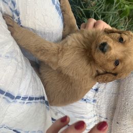 Goldendoodle Puppies from Hush Doodles