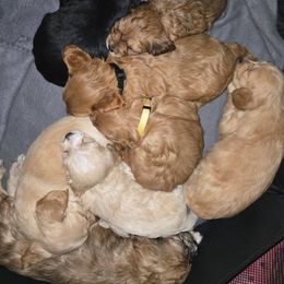 Cavapoo Puppies from Jessie's Puppies