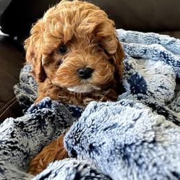 Bernedoodle, Cavalier King Charles Spaniel, and Cavapoo Puppies from Harper Haven Cavaliers & Doodles