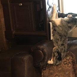 Miniature Australian Shepherds from Blackerby Land & Livestock
