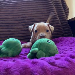 Cirneco dell’Etna Puppies from Ember Hill Cirnechi