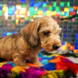 American Corgi, Dachshund, and Pembroke Welsh Corgi Puppies from Shining A Lowriders & Co.