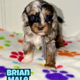Brian - Blue merle male Bernedoodle puppy in Beecher, Illinois from Erica’s Doodles