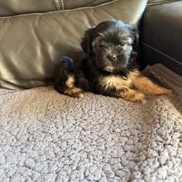 Poodle puppies from Little Paws Poodles