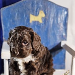 Cockapoo Puppies from Royal Cockapoo Playhouse