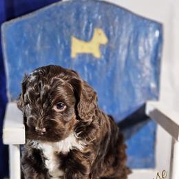 Cockapoo Puppies from Royal Cockapoo Playhouse