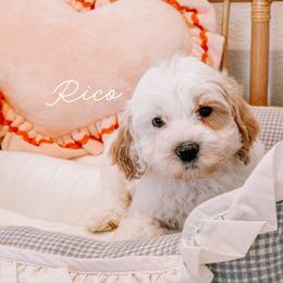 Rico - Caramel cream male Australian Labradoodle puppy in Valley Springs, California from Blue Denim Doodles