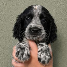 Pirate - Black and white male English Springer Spaniel puppy in Fort White, Florida from Thunderbird Springers