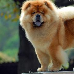 Chow Chow from DesertMoon Chows