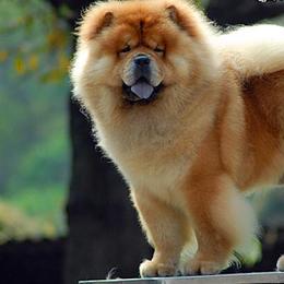 Chow Chow from DesertMoon Chows